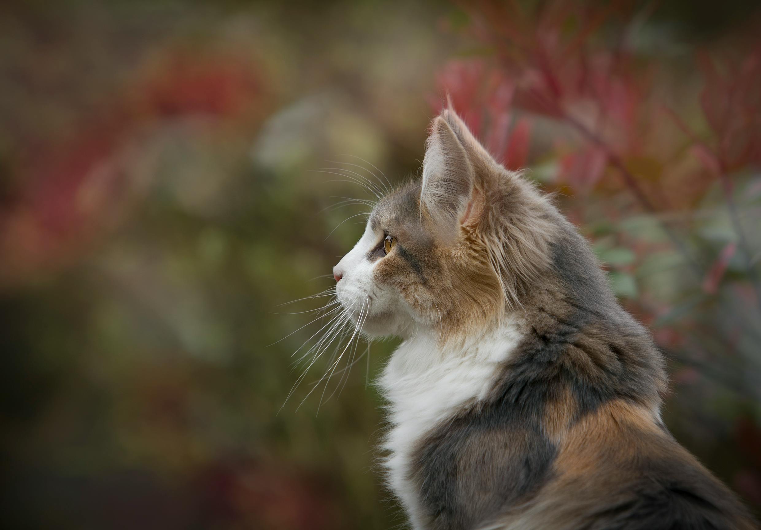 Do Cats Mourn Deaths Of Other Cats?